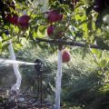 Frecuencia y frecuencia de riego de los manzanos en verano y durante la maduración de la fruta