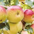 Beskrivelse og egenskaber ved æbletræet Vidunderligt, udbyttet af sorten og kultiveringen