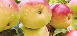 وصف وخصائص شجرة التفاح رائعة ، غلة متنوعة وزراعتها