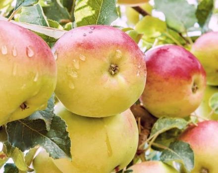 תיאור ומאפייני עץ התפוחים נפלא, תשואת המגוון והטיפוח