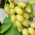 Description of varieties and characteristics of Muscat grapes and cultivation features