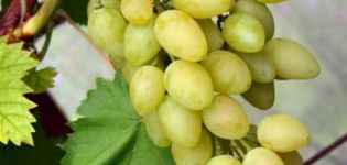 Opis sorti i karakteristika muskatnog grožđa i značajke gajenja