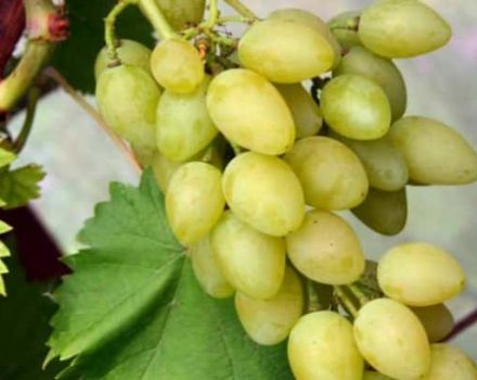 Description des variétés et des caractéristiques des raisins muscat et des caractéristiques de culture