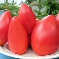 Description of the tomato variety Ob domes and its characteristics
