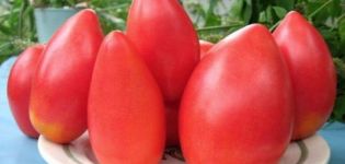 Descripción de la variedad de tomate Ob domos y sus características