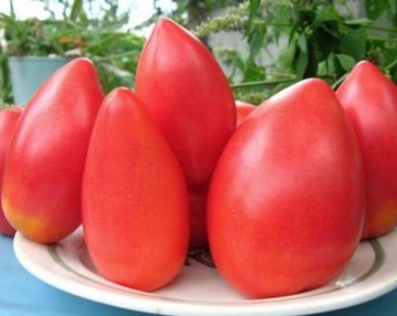 Mô tả về giống cà chua Ob vòm và đặc điểm của nó