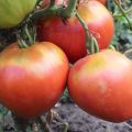 Descripción de la variedad de tomate Freken Bock, recomendaciones para el cultivo y opiniones de los jardineros.