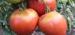 תיאור זן העגבניות Freken Bock, המלצות לגידול וחוות דעת של גננים