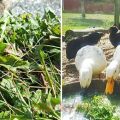 What herbs can and can not be given to domestic ducklings, what they eat and love