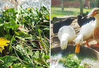 What herbs can and can not be given to domestic ducklings, what they eat and love
