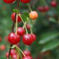 Opis a vlastnosti čerešňových odrôd Sudarushka, výsadba a starostlivosť o rastliny