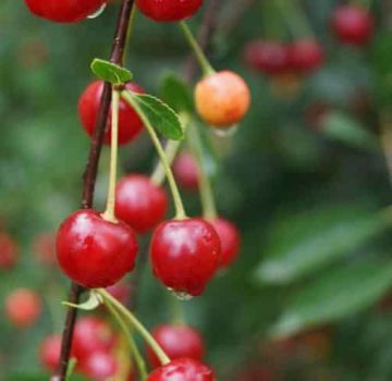 Description et caractéristiques des variétés de cerises Sudarushka, caractéristiques de plantation et d'entretien