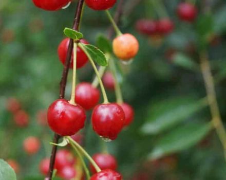 A Sudarushka cseresznyefajták leírása és jellemzői, ültetési és gondozási jellemzők