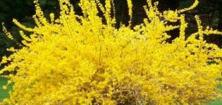Description of species and varieties of ovoid forsythia, planting and care rules