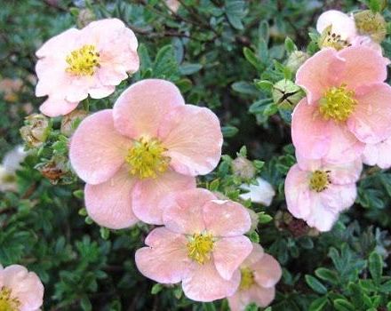 The best varieties and varieties of Potentilla, description and features