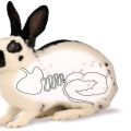 Cauzele și tratamentul balonării la iepuri, medicamente și remedii populare