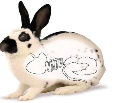 Orsaker och behandling av uppblåsthet hos kaniner, mediciner och folkläkemedel