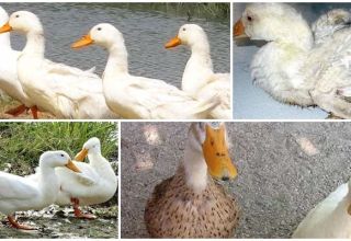 Što učiniti ako patka šepa i kako se liječiti, uzrocima i prevencijom
