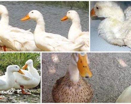 What to do if a duck is limping and how to treat it, causes and prevention