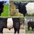 Beskrivelse og egenskaber for køer af Galloway-racen, opbevaringsregler
