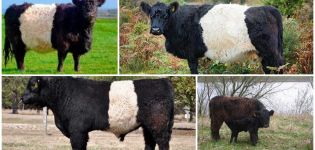 Descripció i característiques de les vaques de la raça Galloway, normes de conservació