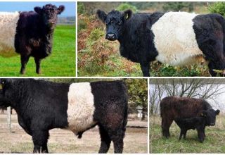 Description and characteristics of cows of the Galloway breed, rules of keeping