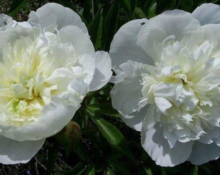 When peonies of different types bloom after planting, feeding and care
