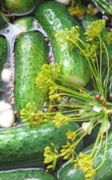 TOP 11 opskrifter på let saltede agurker med peberrod blade og hvidløg