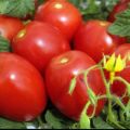 Hvad er bestemmende og ubestemmelige tomatsorter, som er bedre