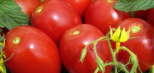 Mitkä ovat määrääviä ja määrittelemättömiä tomaattilajikkeita, mitkä ovat parempia