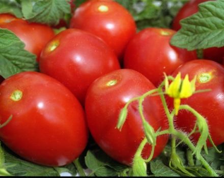 Wat zijn bepalende en onbepaalde tomatensoorten, welke zijn beter