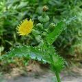 The best control measures, how to permanently get rid of sow thistle on the site
