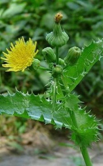 The best control measures, how to permanently get rid of sow thistle on the site