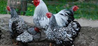Description and characteristics of hens of the Hamburg breed, breeding features and analogues