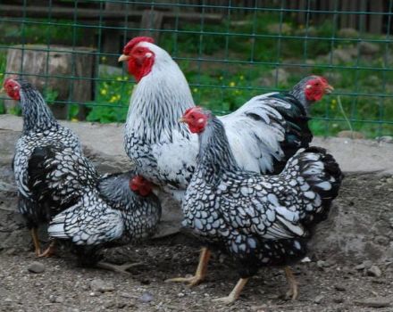 Descripció i característiques de les gallines de la raça Hamburg, característiques de cria i anàlegs