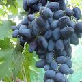 Opis i karakteristike sorte grožđa Akademik (Sjećanje na Dženeyev), značajke i povijesti uzgoja