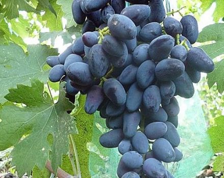 Vīnogu šķirnes Akademik (Dzheneyev atmiņa) apraksts un īpašības, audzēšanas īpatnības un vēsture