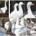 Descripción y características de los gansos húngaros, pros y contras de la raza y el cuidado.