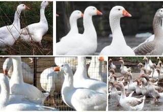 Beschrijving en kenmerken van Hongaarse ganzen, voor- en nadelen van het ras en verzorging