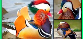 Kako izgledaju patke mandarine i gdje žive, što jedu i koliko godina žive