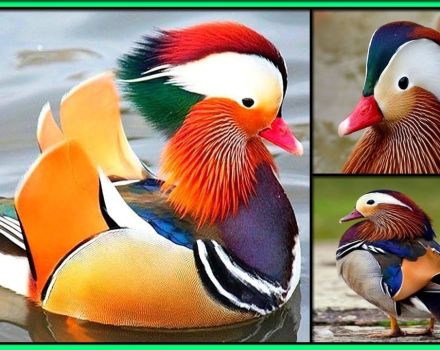 Како изгледају патке мандарине и где живе, шта једу и колико година живе
