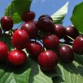 Description and pollinators of the Revna cherry variety, cultivation and care