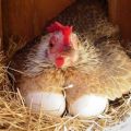 How many eggs a day a chicken can lay and what depends on it