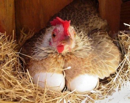 Koľko vajec za deň môže znášať kura a čo na ňom závisí