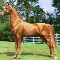 Descripcions i característiques de les millors races de cavalls d'equitació, història de la cria i aplicació