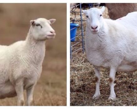 Kiek dienų ir mėnesių vaikšto nėščios avys ir kaip nustatyti jų skaičių