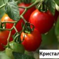 Kristal F1 domates çeşidinin büyümesi, özellikleri ve tanımı