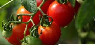 Pestovanie, vlastnosti a opis odrody paradajok Crystal F1