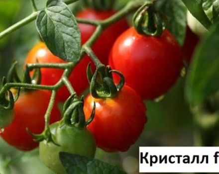 Tomaattilajikkeen Crystal F1 viljely, ominaisuudet ja kuvaus