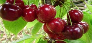 Descrição das variedades e história da cereja Uyfehertoi Fyurtosh, características de cultivo